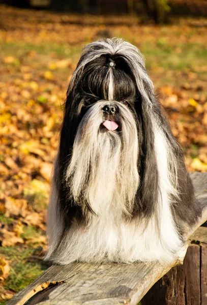 Shih Tzu Dog Long Hair Autumn — Stock Photo, Image