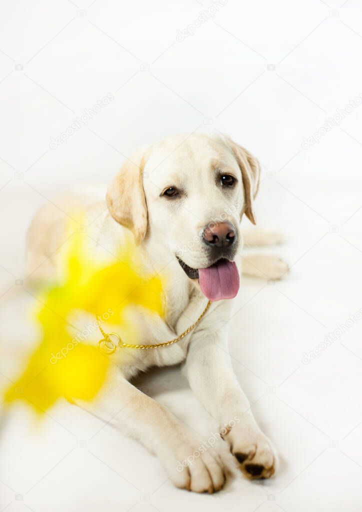 Labrador white dog with yellow flowers narcissus portrait