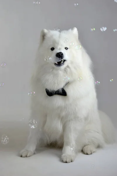 samoyed bow tie
