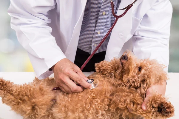 Vet doctor examining cute poodle dog with stethoscope at clinic