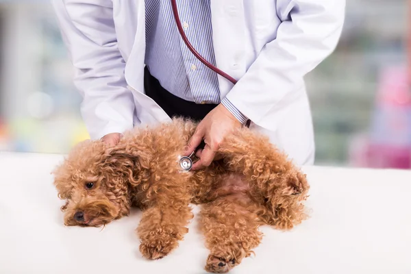 Tierarzt untersucht süßen Pudelhund mit Stethoskop in Klinik — Stockfoto