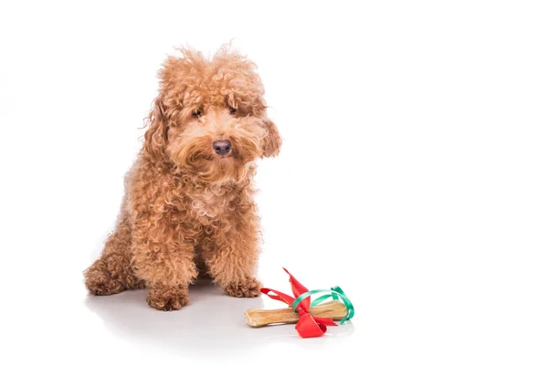 Dog with Christmas gift bone wrapped in ribbon — Φωτογραφία Αρχείου