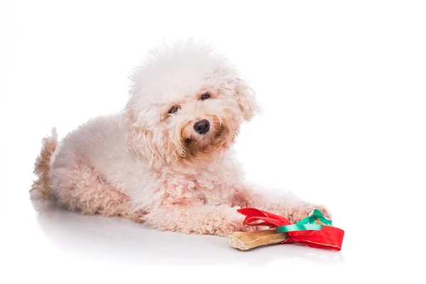 Cão com osso presente de Natal envolto em fita — Fotografia de Stock