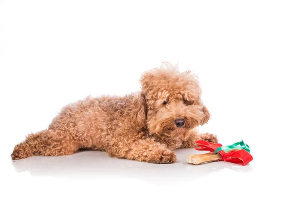 Perro con hueso de regalo de Navidad envuelto en cinta — Foto de Stock