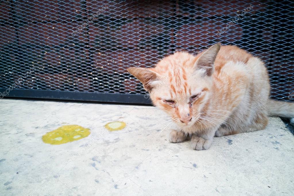 Кошку тошнит. Кота вырвало и не ест. Кот рыгнул желтой жидкостью. Плохая кошка. Кошку тошнит.