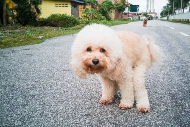 Sokakta tuvaletini evde beslenen hayvan kaniş köpek
