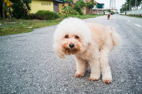 Mascota caniche perro caca en la calle — Foto de Stock