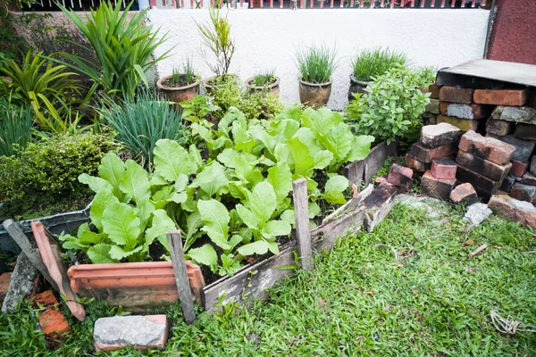 Здорове органічне рослинництво в домашніх умовах маленький сад — стокове фото