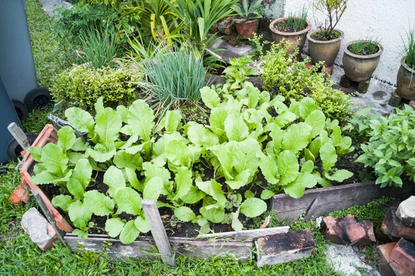 Здоровое органическое овощеводство в домашних условиях небольшой огород — стоковое фото
