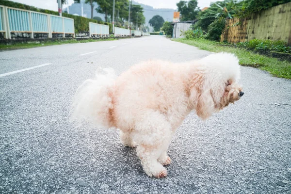 Pet poodle cão pooping na rua — Fotografia de Stock