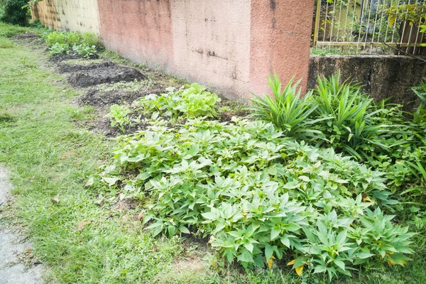 Cultivo vegetal orgánico saludable en el hogar pequeño jardín —  Fotos de Stock