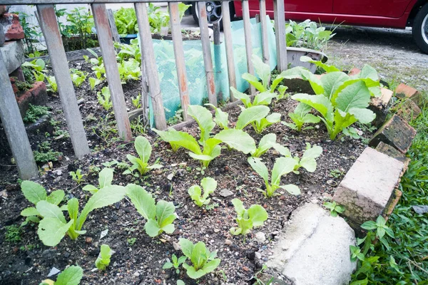Zdrowego organicznych warzyw, hodowli w domu mały ogród — Zdjęcie stockowe