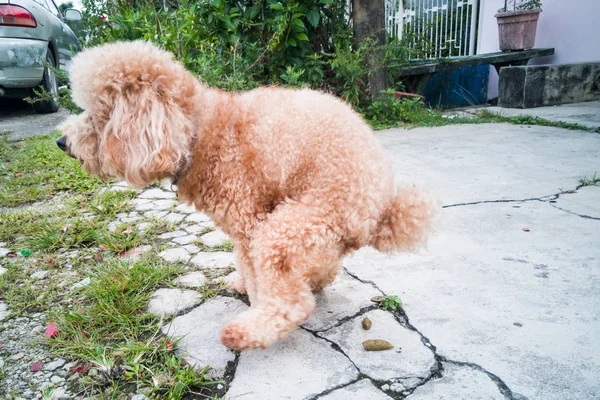 Pies pudel pooping na ulicy — Zdjęcie stockowe