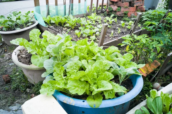 Healthy organic vegetable farming at home small garden — Stock Photo, Image