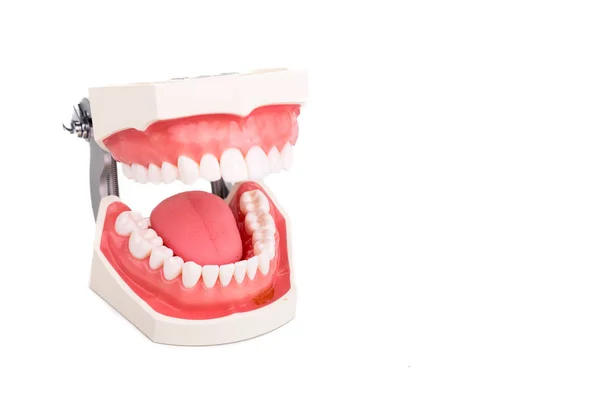 Diş hekimi ortodontik diş modeli ile focus alt dişlerde — Stok fotoğraf