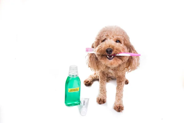 Pet cão segurando escova de dentes com pasta de dentes e enxaguatório bucal ca oral — Fotografia de Stock