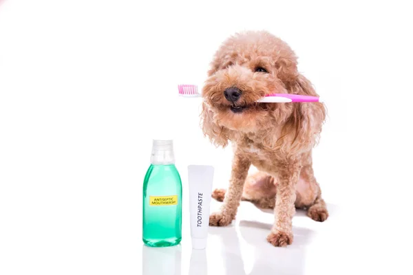 Pet cão segurando escova de dentes com pasta de dentes e enxaguatório bucal ca oral — Fotografia de Stock