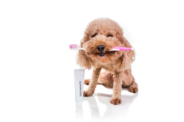 Conceptula ペット犬が経口 c の歯磨き粉と歯ブラシをくわえています。 — ストック写真