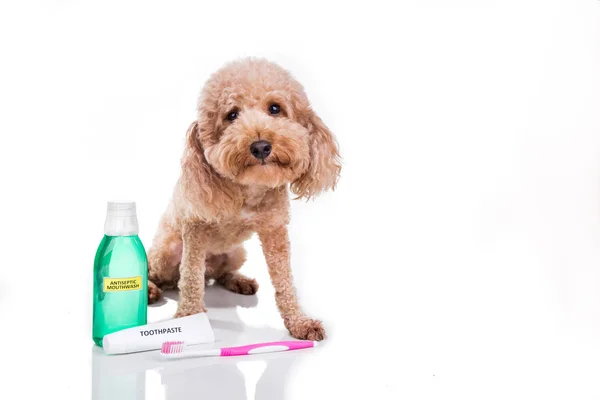 Cão de estimação com escova de dentes, pasta de dentes e bochechos conn cuidado oral — Fotografia de Stock