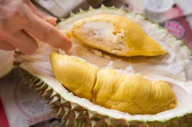 Musang kabuğu sarı flaş toplama el Kral durian