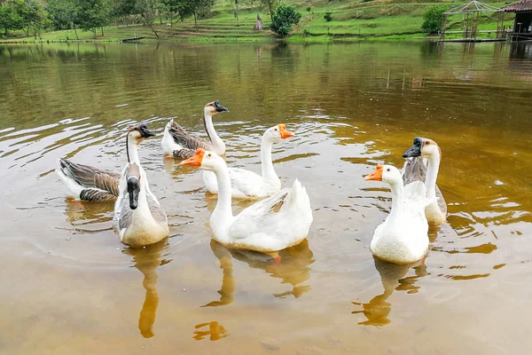 Manada de gansos domésticos nadando en el lago — Foto de Stock