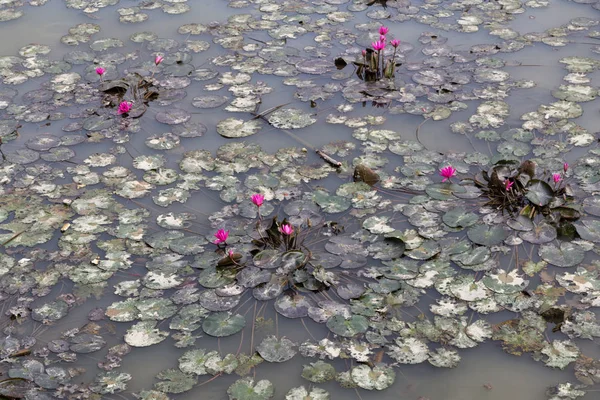 Schmutziger Teich mit sterbender Seerosenpflanze — Stockfoto