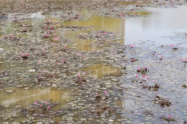 Dirty polluted pond with dying water lily plant — Stock Photo, Image