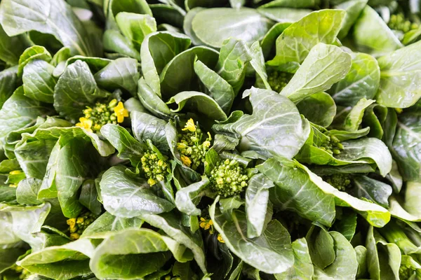 Zbliżenie: zdrowe organiczne choy suma warzywo liściaste — Zdjęcie stockowe