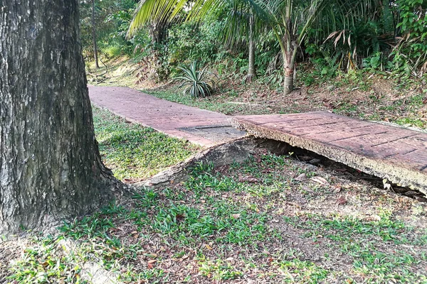 Árbol con raíces grandes destruir roto daño pasarela pavimento —  Fotos de Stock