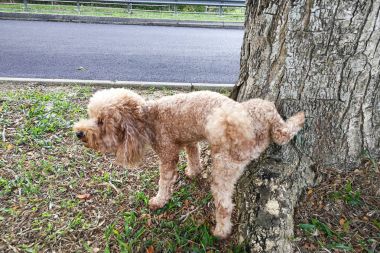 Male poodle dog pee on tree trunk to mark territory clipart