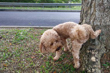Erkek kaniş köpek işerim bölge işaretlemek için ağaç gövdesi