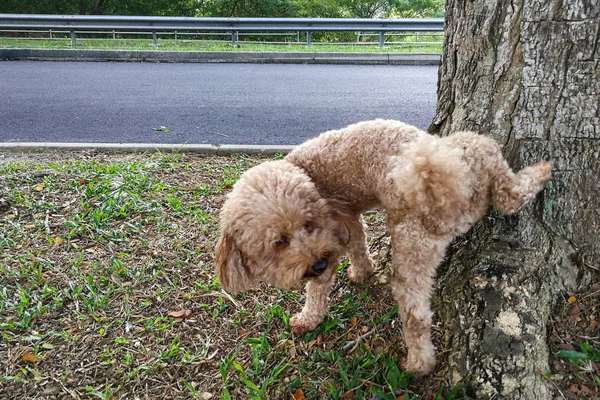 Perro caniche macho pis en el tronco del árbol para marcar territorio — Foto de Stock