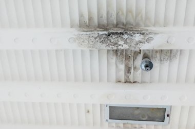 Hijyenik ve çirkin küflü alçı tavan sızıntı dampnes nedeniyle