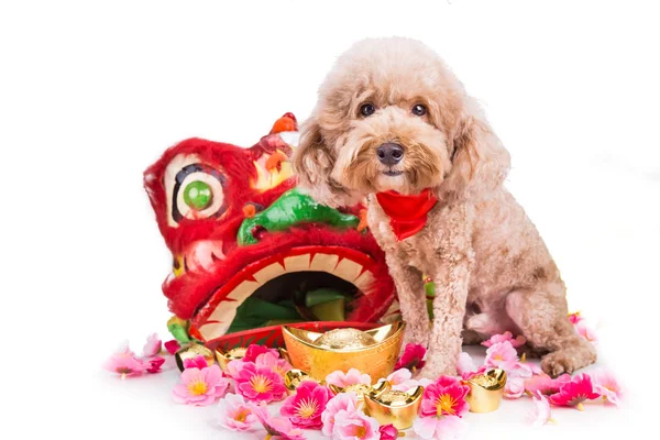 Perro en el ambiente festivo chino de Año Nuevo en fondo blanco — Foto de Stock