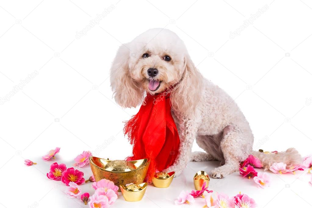 Dog in Chinese New Year festive setting in white background