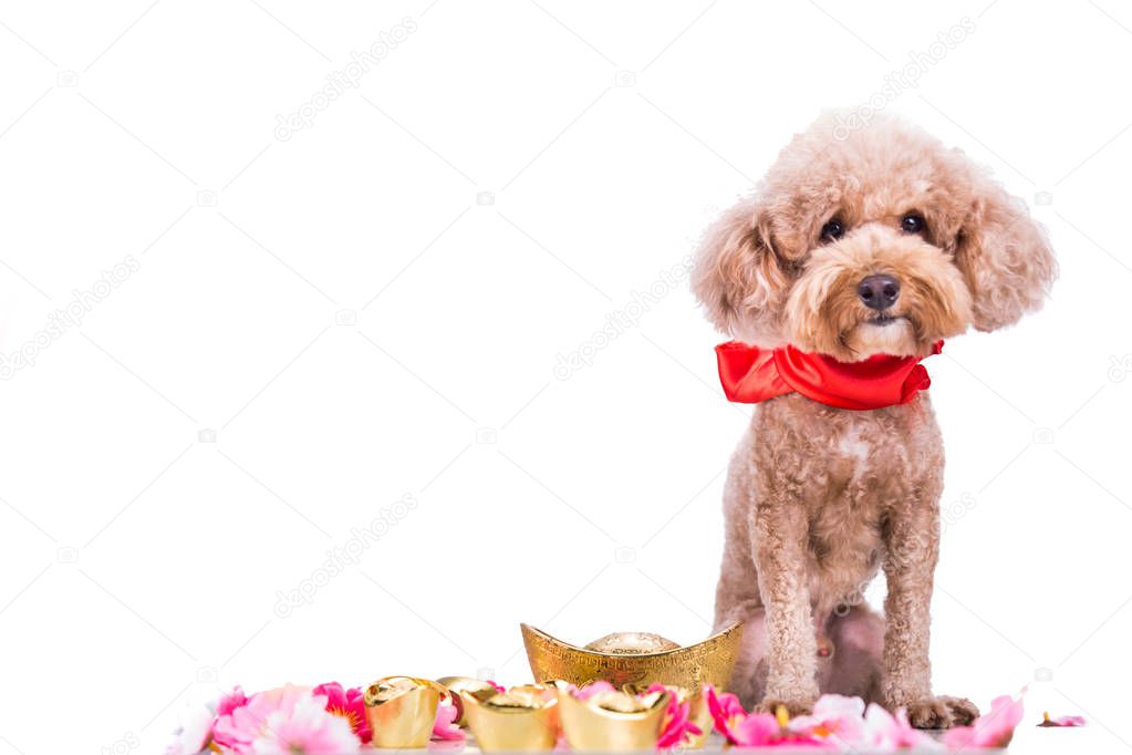 Dog in Chinese New Year festive setting in white background