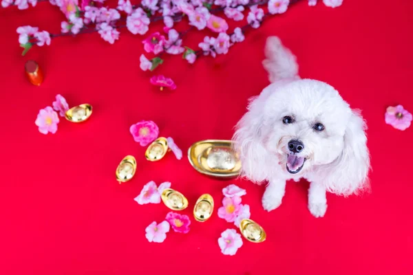 Perro en chino Año Nuevo escenario festivo en fondo rojo — Foto de Stock