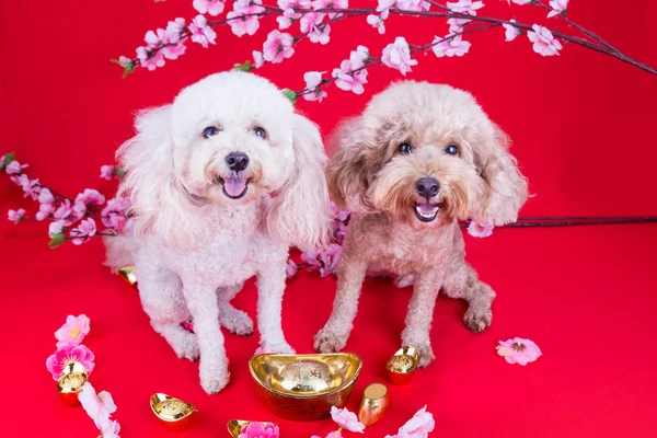 Perro en chino Año Nuevo escenario festivo en fondo rojo — Foto de Stock