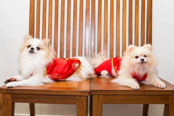 Perros vestidos con traje de Año Nuevo chino con palabra suerte — Foto de Stock