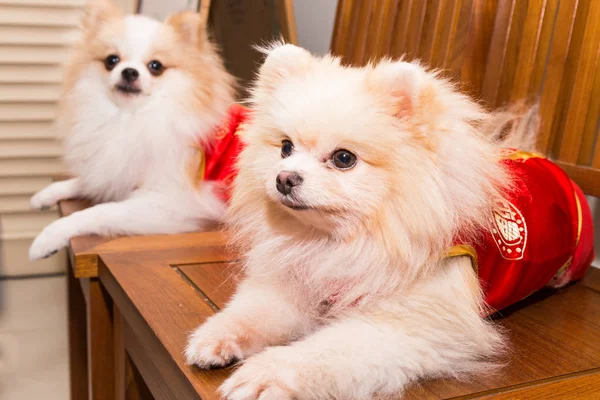 Perros vestidos con traje de Año Nuevo chino con palabra suerte — Foto de Stock