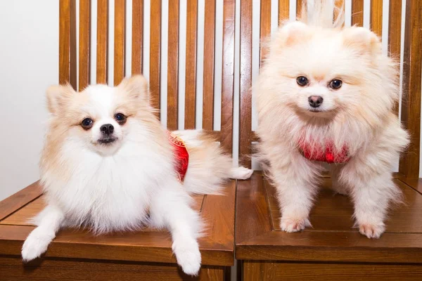 Perros vestidos con traje de Año Nuevo chino con palabra suerte — Foto de Stock
