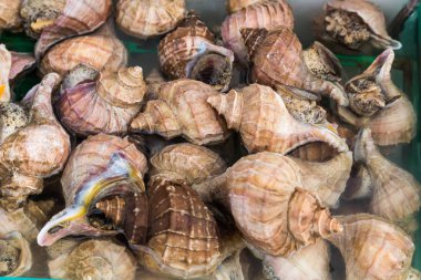 Yenilebilir deniz salyangozları Japon Market