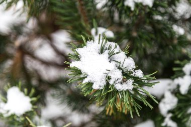Ladin Çam ağacı yaprak üzerinde snow flake closeup