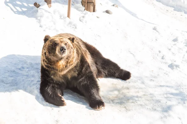Medvěd hnědý Hokkaido v Noboribetsu bear park v zimě Japonsko — Stock fotografie
