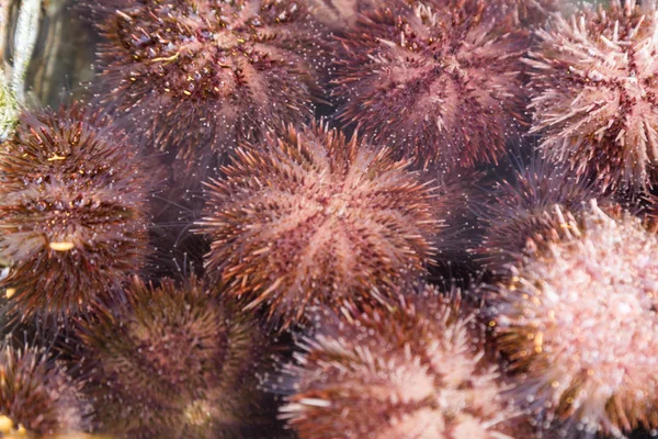 Closeu-up of edible sea urchin at Japan retail market stall