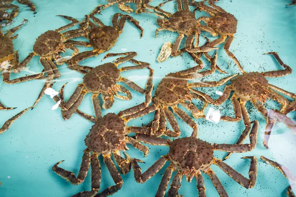 Live Japanese king crabs at retail market in Hokkaido, Japan