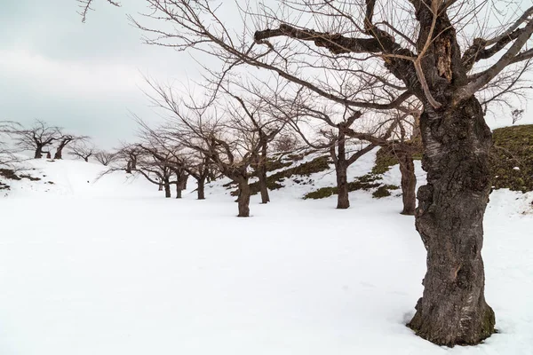 Cerezos caducos durante el invierno en el fuerte Goyokaku, Hokkaido — Foto de Stock
