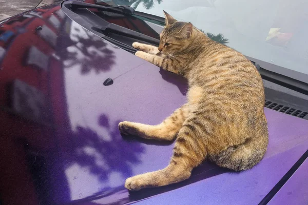 Cat stoupání na auto může poškodit nátěr s drápy pracky — Stock fotografie