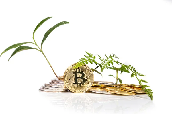 Εννοιολογική κρυπτονόμισμα bitcoin με φυτό αυξάνεται από μέσα — Φωτογραφία Αρχείου