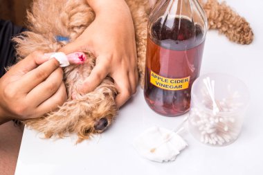 Person cleaning inflammed ear of dog with apple cider vinegar clipart